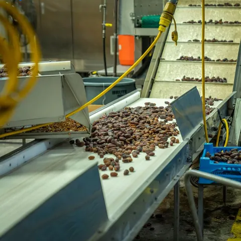 Dates moving along a food processing conveyor